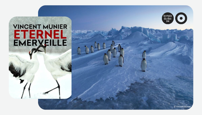 Le Mois du film documentaire - "Vincent Munier, éternel émerveillé" | 