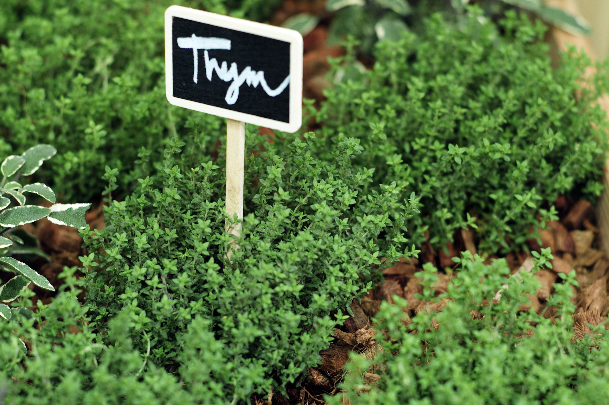 Plantations d'aromatiques