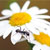 Image Alt Text
