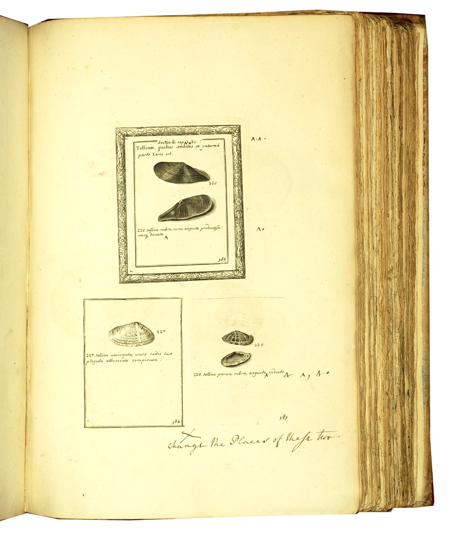 Martin Lister, Historia conchyliorum, 1685