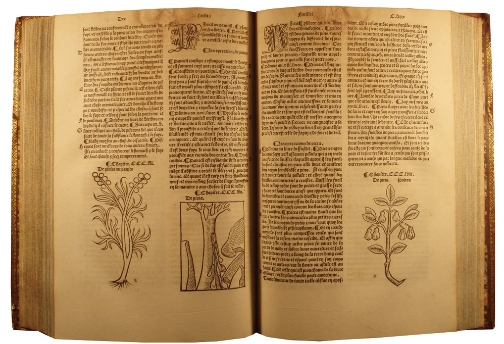 Johannes de Cuba - Hortus sanitatis - Paris : pour Antoine Vérard (1498-1502) - Cote I 43