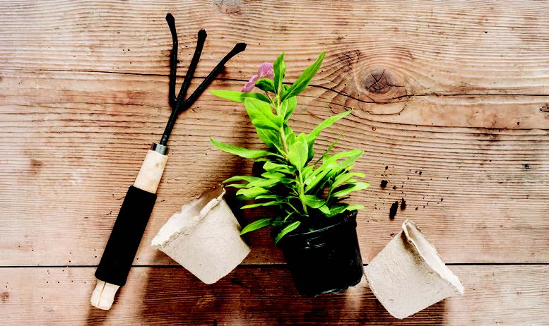 Troc de plantes et de graines